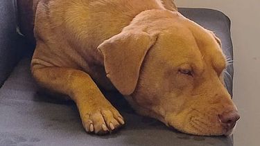 Durmiendo en tren (San Martín) hacia Retiro 10,30hs. Hermoso animal. Bien cuidado. Muy joven. Marcela Veronica Ferrero.