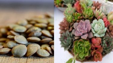 lentejas para enraizar tus plantas o suculentas