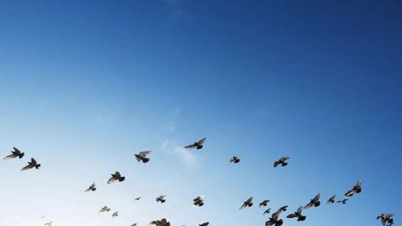 Buscando el vuelo directo hacia la conservación..