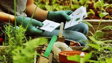 huerta de verano: que sembrar en enero para tener rapido tu propia produccion