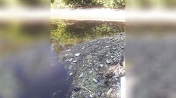 FLOTANDO. La mortandad se detectó el 21 de enero pasado. .
