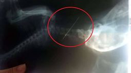 Su gato se tragó una aguja y vivió una odisea para poder salvarlo