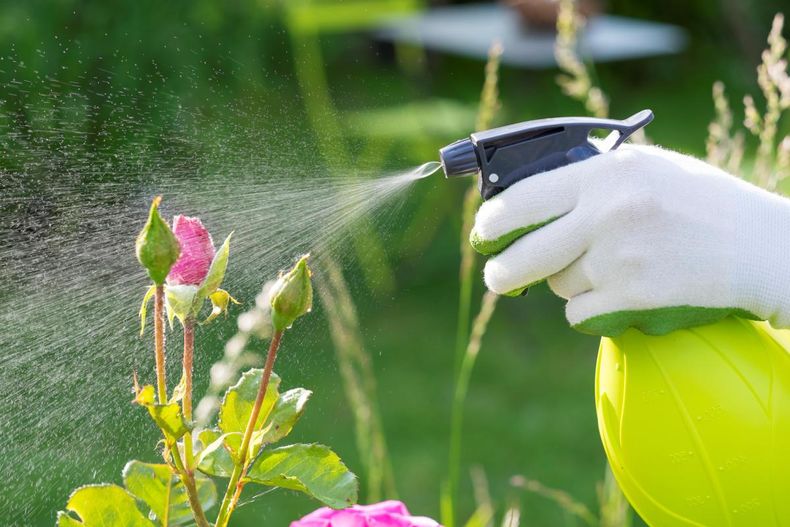 Remedios caseros para eliminar plagas de tus plantas. (procvetam.ru)..jpg