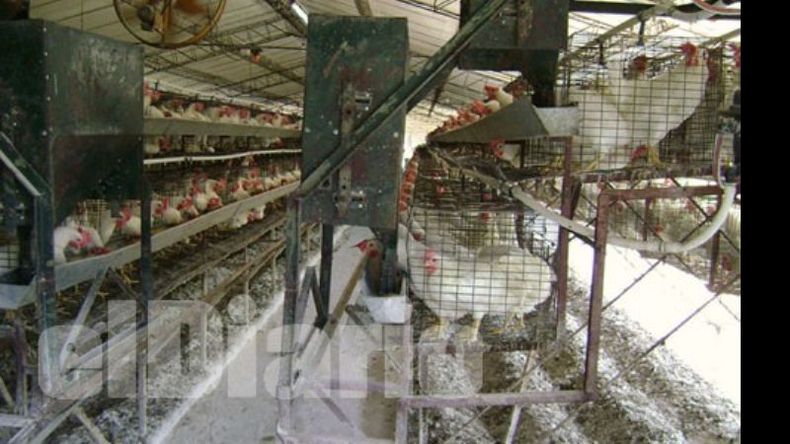 La imagen tomada por la OPDS muestra la acumulación de guano debajo de las aves..