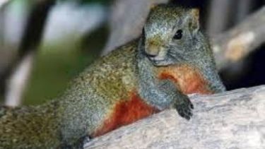 Ardilla de vientre rojo..