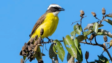 descubren una nueva especie de ave en la argentina