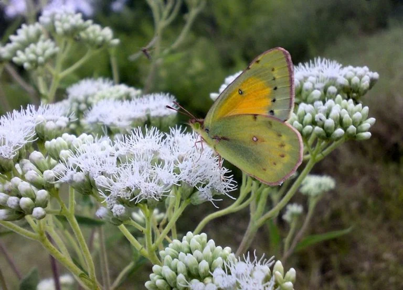 Austroeupatorium inulifolium o Mariposera. (Plantas de Luján)..png