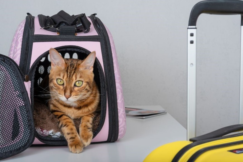 Viajar con tu mascota solo necesitas un poco de organización. (ellitoral.com)..png