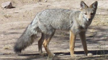“La baja de gente dando vueltas es lo que lleva a ver animales silvestres”
