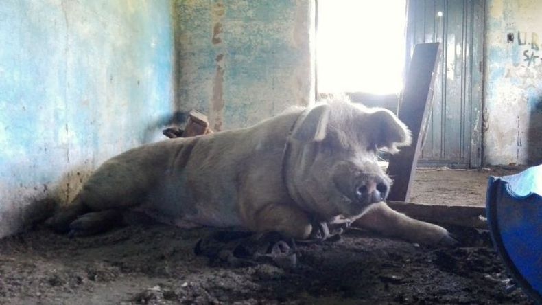El chancho se recupera en un galpón de la exfábrica militar..