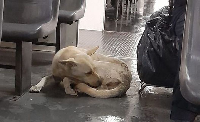 Vino en el tren y ahora está en el que sale de Retiro! Alguien lo busca? Lanita Leccese.