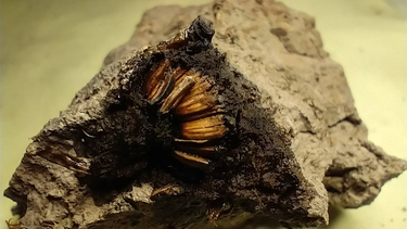 descubrieron los restos de una flor que vivio hace 1.000 anos en san pedro