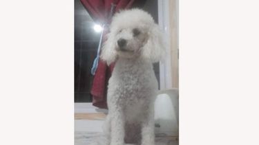 Perra robada en San Alejo