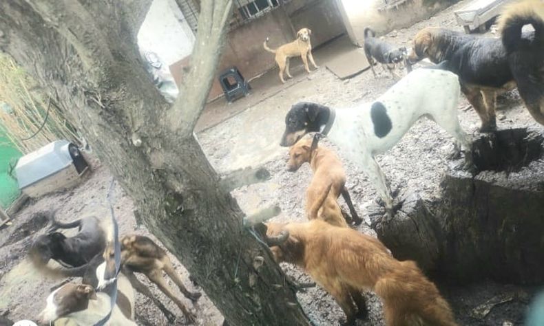 Más de 30 perros en condiciones de hacinamiento fueron rescatados en la propiedad allanada.&nbsp; &nbsp;