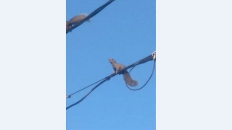 Las ardillas se multiplican en el centro y alrededores..