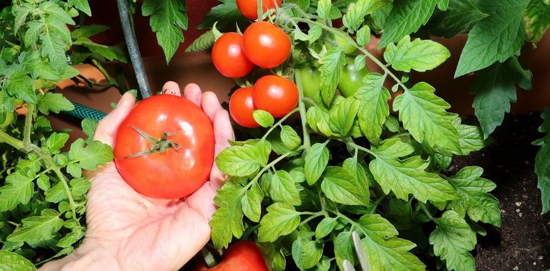 Manos a la tierra y a disfrutar de alimentos saludables. (Shutterstock)..jpg