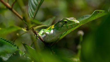 Día de la Biodiversidad: todos somos parte de la solución