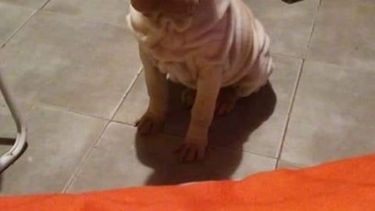 Buscan a una perra Shar Pei