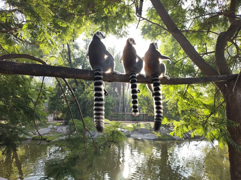 Descubre los animales del Bioparque. (Bioparque Temaikèn)..png