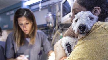 MEJORES AMIGOS. Los descuentos en veterinarias se renuevan todas las semanas.