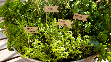 plantas aromaticas adecuadas para el invierno