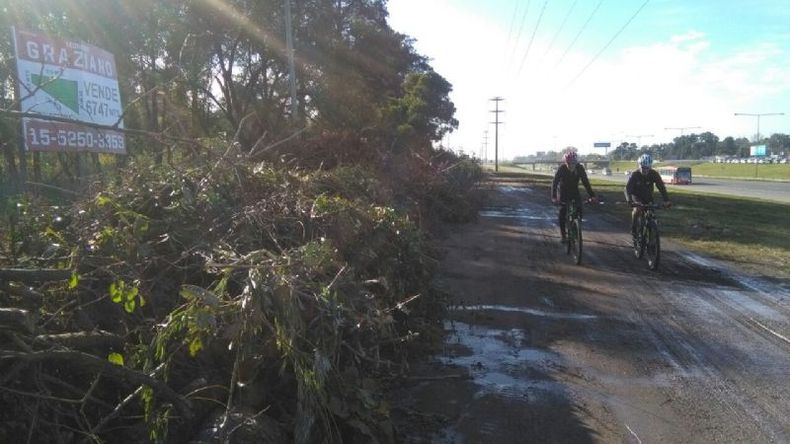 PARED VERDE. Las ramas ocupaban buena parte de la colectora, ayer por la mañana..