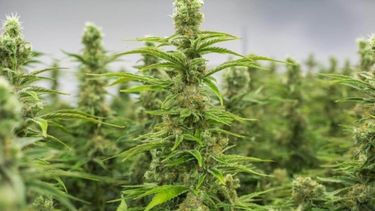 robo una planta de marihuana de una casa y lo mataron de un tiro en el pecho