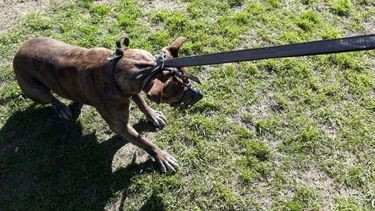 HORROR. Uno de los Pitbull que mataron al hombre cuando se lo llevaban. (Foto Diego Recchini)..