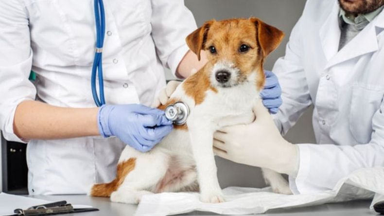 Los veterinarios, objeto de agresiones por parte de los dueños de los animales.