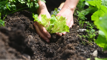¡llego mayo y es hora de cultivar tus propias verduras y hortalizas!
