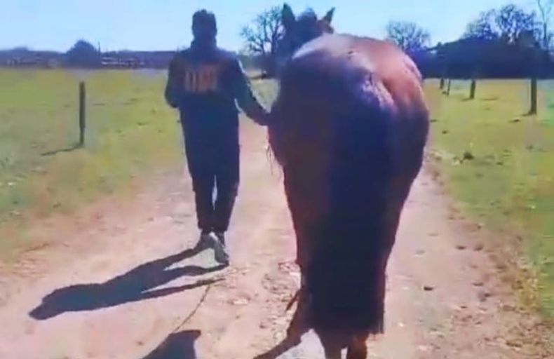 Cinco de los caballos fueron recuperados en distintas locaciones.&nbsp;