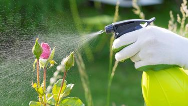 remedios caseros para eliminar plagas de tus plantas