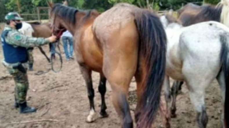 Los animales fueron trasladados a centros veterinarios para su atención. .