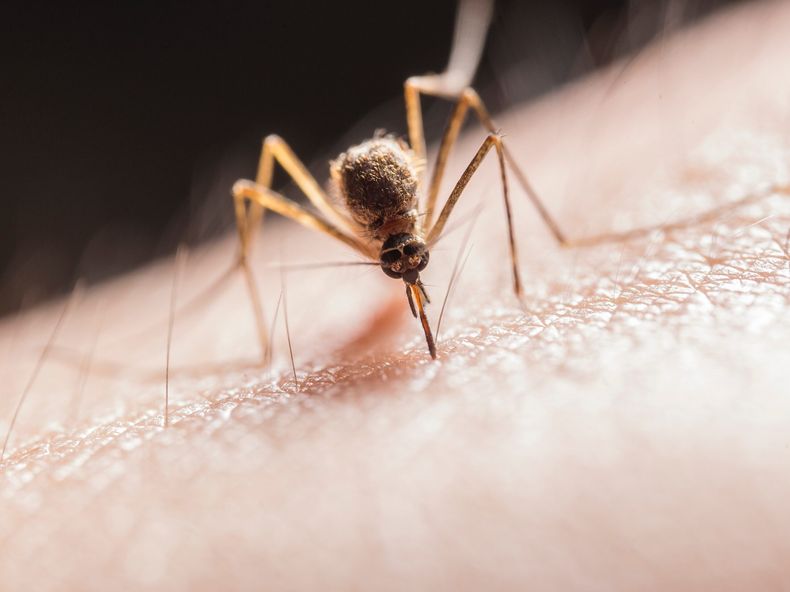 ¿Por qué Islandia no tiene mosquitos? (weforum.org)..jpg