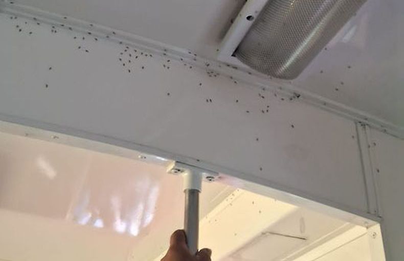 Buenas, yendo a Retiro (tren Belgrano Norte) me di cuenta que hay pocos mosquitos en el tren por suerte. Todo el primer vagón después de la locomotora lleno de mosquitos. Matias Soler.