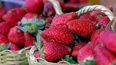 llega a pilar una nueva edicion de la fiesta pilarense de la frutilla