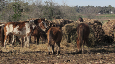 santuario jaulas vacias: una ong pilarense que cuida mas de un centenar de especies