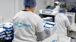 HONGOS DEL PILAR. La empresa sigue en plena expansión. HONGOS DEL PILAR. La empresa sigue en plena expansión.