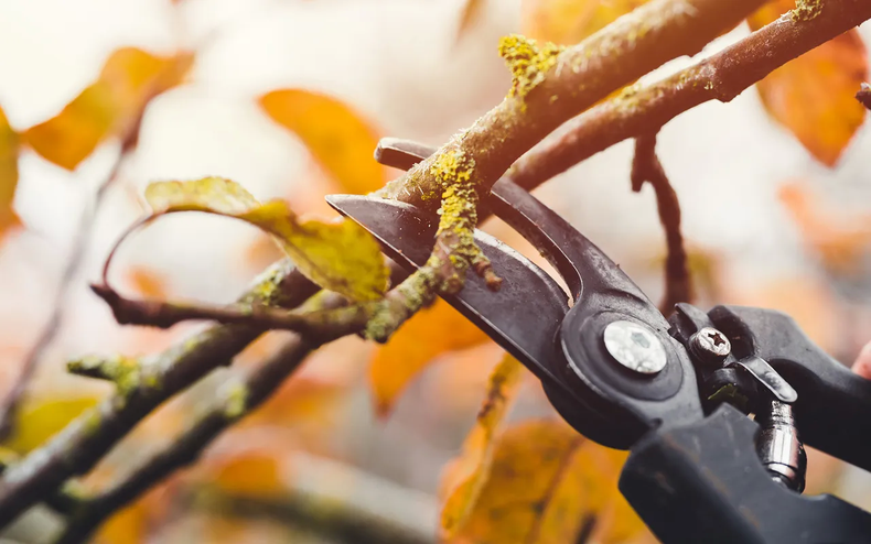 Consejos para podar árboles y arbusto en invierno. (erfenisdeskundige.nl)..webp