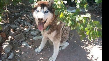 Uno de los perros que actualmente están alojados en el refugio de Derqui..