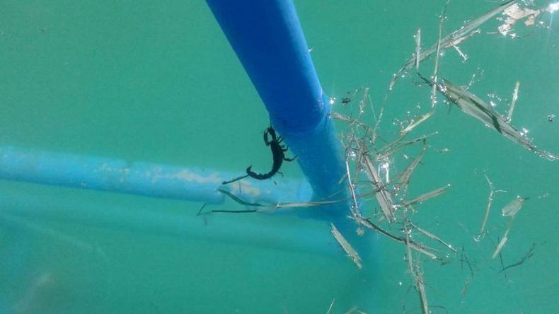 El alacrán encontrado en una pileta de Del Viso. .