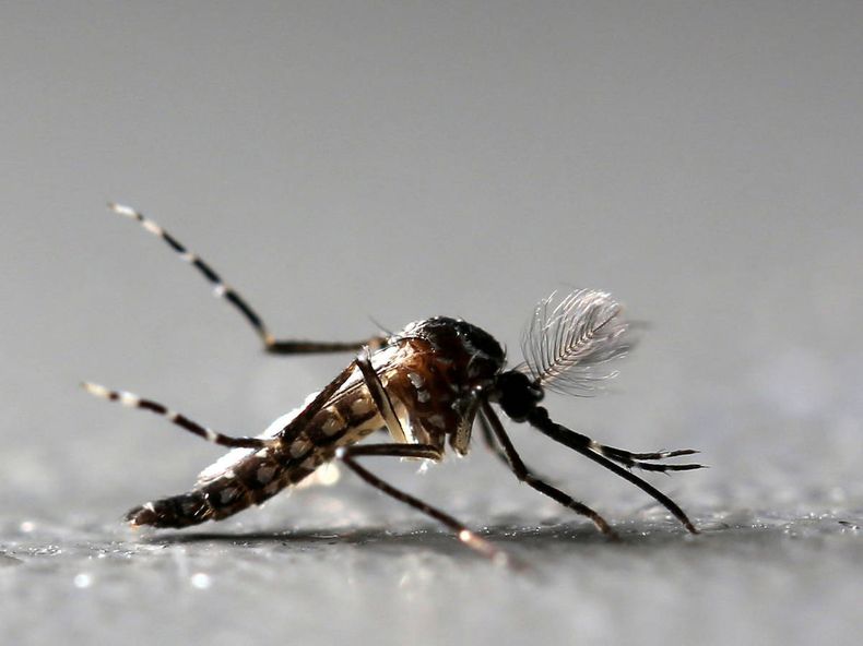 El mosquito Aedes, transmisor del dengue.