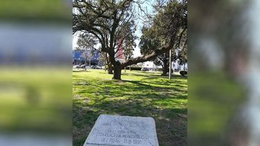¿Sabías que Pilar tiene un Árbol Patrono? Fue plantado en la #Plaza12DeOctubre de nuestra ciudad, un 11 de septiembre de 1942 por una docente local. Estamos hablando de la especie conocida como espinillo, nombre científico Acacia Caven. Pilar Turismo / @PilarTurismo. .