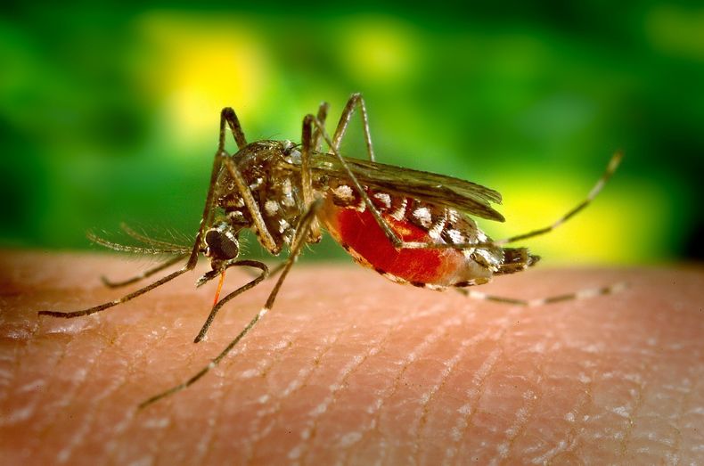Récord histórico de casos de Dengue en la Provincia de Buenos Aires. (drugsbanks.com)..jpg