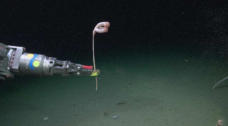 La pluma de mar Pseudumbellula. (ROV SuBastian Schmidt/Ocean Institute).