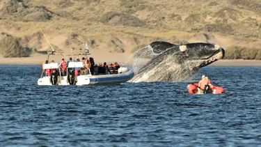 comenzo la temporada de orcas en chubut