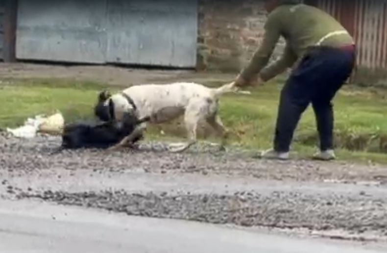 Un hombre trata de separar al pitbull del perro atacado.