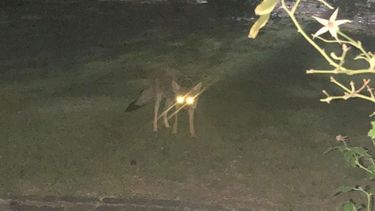 Sorpresa de vecinos por la aparición de zorros en su jardín