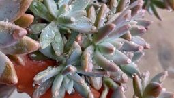 ¿Cómo proteger las suculentas los días de lluvia?