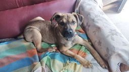 Esta foto es de mi perrita que se perdió. Llamar al 112519-0867. Responde al nombre de Reyna. Se perdió en la zona de la calle Sarmiento 1565, detrás de la maternidad Nuestra Señora del Pilar. Raúl..
